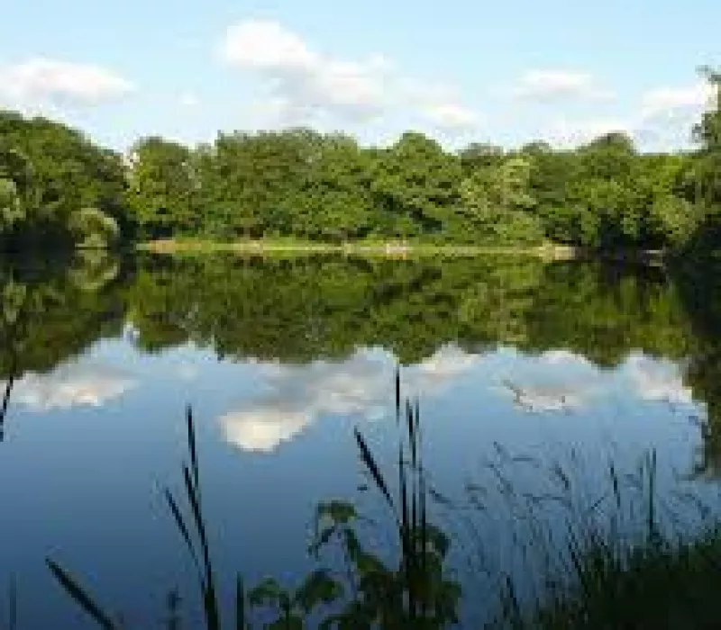 Forêt-de-Meudon