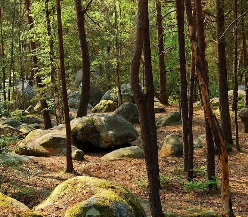 foret-de-fontainebleau